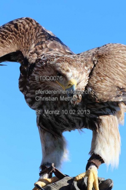 ET0Q0076 prot
